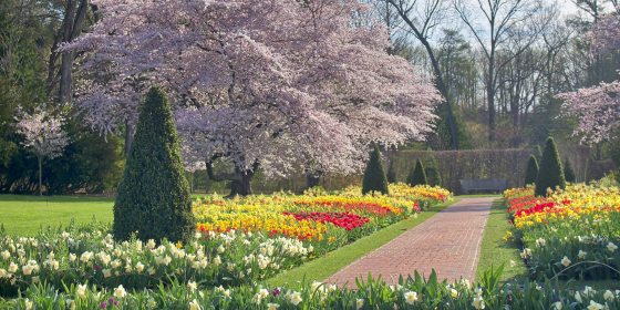 Longwood Gardens' Spring Blooms on View March 28–May 4, 2025